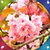 New Sakura Live Wallpapers icon