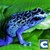 Frog Survival Simulator app for free