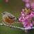 Bird Flowers Live Wallpaper app for free
