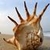 Sea Shell Wallpapper Lite icon