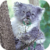 Quiet Koala Live Wallpaper app for free