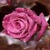 Dewy Pink Rose Live Wallpaper icon
