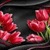 Red Tulip Flower LWP icon