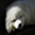 Arctic fox wallpaper icon