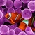CORAL CLOWN FISH LWP icon