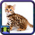 Pictures Of Cats And Kittens icon