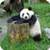 Panda Bear Memory Game icon