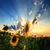 Sunflower Field Cute Live Wallpaper app for free