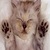 Cute Pet Cat Wallpaper icon