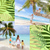 Palm Trees Photo Collage icon