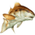 Carnivorous Fish Frenzy icon