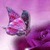 Purple Butterfly Live Wallpaper icon