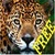Leopard HD Wallpaper icon
