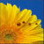 Ladybug on sunflower wallpaper HD icon