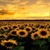 Sunflower Lwp icon
