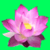New Lotus flower Tattoo Designs app for free