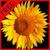 Flower Fields : Sunflowers FREE icon