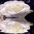 White Rose Live Wallpape icon