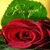 Rose Blooming Lwp icon