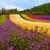 Flower Fields Landscape Wallpaper icon
