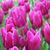 Purple Tulips bulbs Wallpaper HD icon