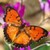 Best Butterfly Gallery app for free