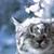 Funny Cat styles Pictures  icon