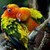 Colorful Parrots Live icon