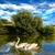 Swan Lake Lwp icon
