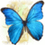 Butterfly LWP icon