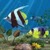 Aquarium 3D  Fish Live Wallpaper icon