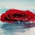Red Rose Live Wallpape icon