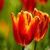 Beautiful Tulips HD Wallpaper icon