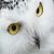 Awesome White Owl Live Wallpaper icon