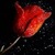 Red Tulip Live Wallpaper icon