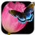 Tulip Wallpaper Tulip Flower icon
