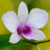 Flower In The Garden HD icon