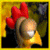 flappy chicken mystery icon