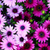 Flowers Live Wallpapers Free icon