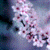 Cherry Blossoms Live  Wallpaper icon