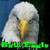 Bald Eagle Lite icon