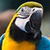 Parrot Ara Ararauna Live Wallpaper app for free