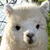 Alpaca Sheared Live Wallpaper icon