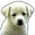 Guess The Dog Breed Quiz - Pendrush app for free