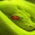 Green Snake Live Wallpaper icon