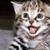 Cute Cats Pictures HD Wallpaper icon