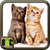 Images Of Cats And Kittens icon