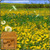Spring Flower Yellow Dandelion LWP icon