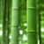 Bamboo buds Wallpaper HD icon