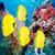Yellow Fish Underwater Live Wallpaper icon